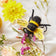 Handcrafted felt bee ornament made from merino-blend wool, supporting pollinator education