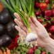 Wool garlic ornament – artisan-crafted kitchen decoration perfect for holiday trees or cookbook gift toppers.