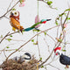 Migrator Hummingbird Ornament