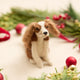 Cavalier King Charles Spaniel Ornament