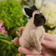 Pug Ornament