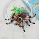 Craftspring’s handmade needle-felted Tarantula Ornament with hairy legs, displayed crawling out of a fish bowl for a playful and spooky touch—unique decor for Halloween or a quirky holiday gift, ethically crafted by artisans using sustainable wool.