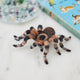 Craftspring’s needle-felted Tarantula Ornament with hairy legs, displayed next to a terrarium with a book on pets — a playful and unusual pet, highlighting its charming needle-felted details and beaded eyes, perfect for gifting and holiday fun, ethically crafted by artisans using sustainable wool.