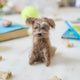 Celebrate the one-of-a-kind charm of man’s best friend with our felt Scruffy Mutt Ornament. Handcrafted by skilled artisans, this adorable pup features a tousled coat, floppy ears, and a sweet, soulful expression that captures the personality of beloved mixed-breed dogs everywhere.