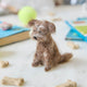 Celebrate the one-of-a-kind charm of man’s best friend with our felt Scruffy Mutt Ornament. Handcrafted by skilled artisans, this adorable pup features a tousled coat, floppy ears, and a sweet, soulful expression that captures the personality of beloved mixed-breed dogs everywhere.