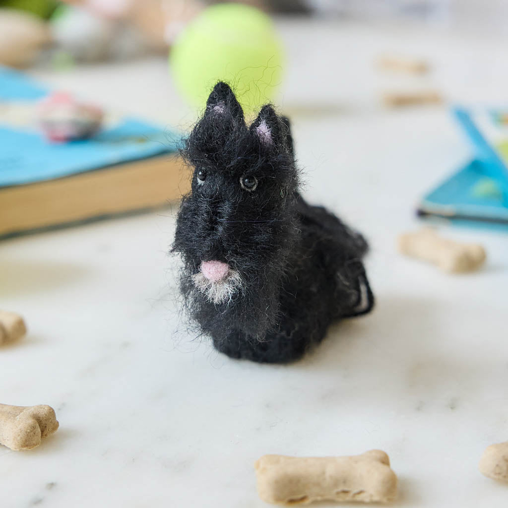 Chien Scottish Terrier Figaro des Ormeaux d'Antan Chien Scottish Terrier Figaro des Ormeaux d'Antan