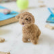 Goldendoodle Ornament