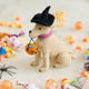 A handmade felt Halloween Lab Ornament featuring a Labrador retriever dressed in a witch hat and carrying a tiny jack-o’-lantern trick-or-treat bucket.