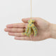A handcrafted felt Blue-ringed Octopus Ornament inspired by one of Australia's most fascinating and recognizable marine creatures.