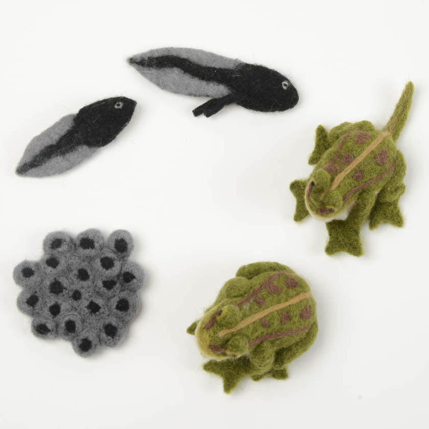 Life Cycle of a Frog Learning Kit