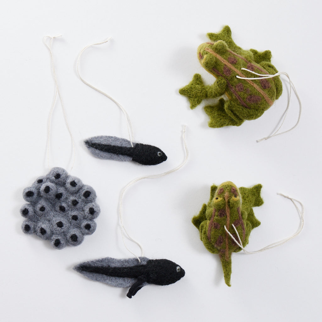 Life Cycle of a Frog Learning Kit