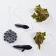 Life Cycle of a Frog Learning Kit