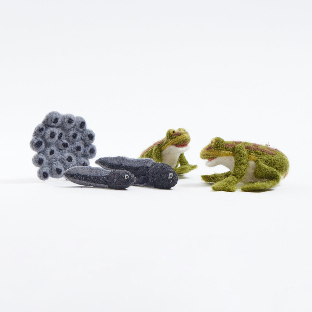 Life Cycle of a Frog Learning Kit