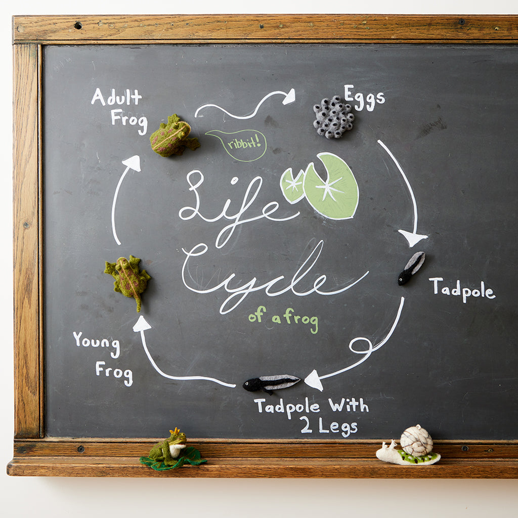 Life Cycle of a Frog Learning Kit