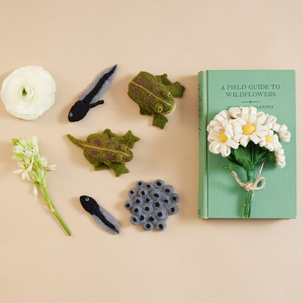 Life Cycle of a Frog Learning Kit