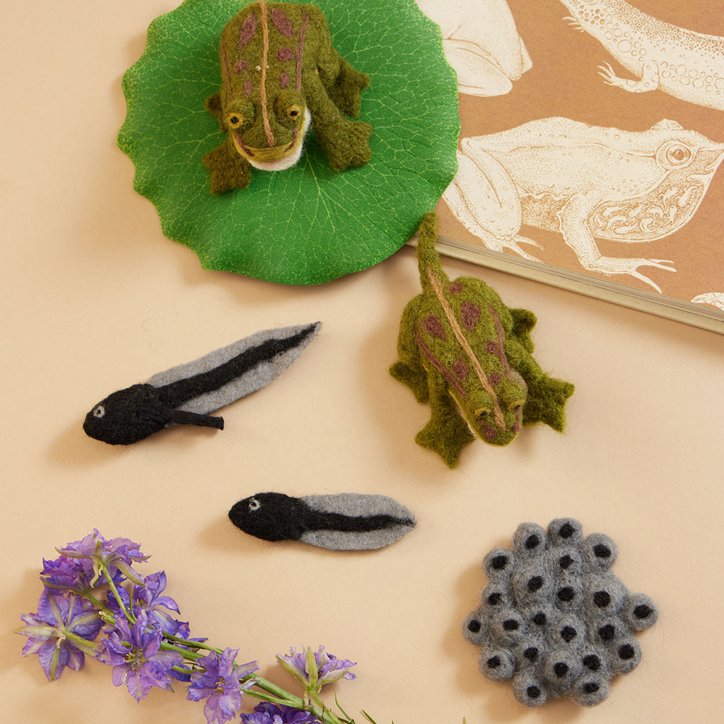 Life Cycle of a Frog Learning Kit