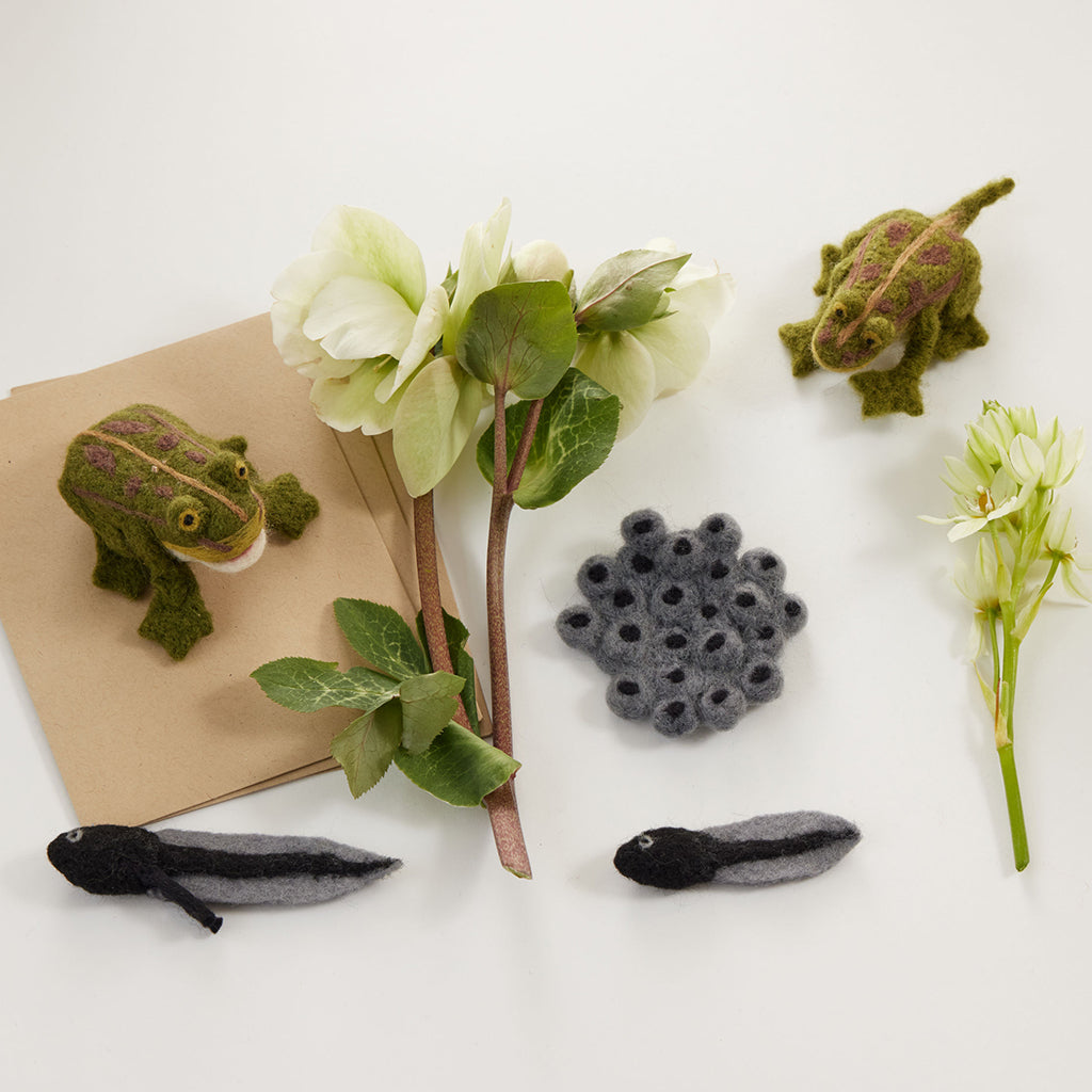 Life Cycle of a Frog Learning Kit