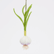 Felt garlic bulb ornament with curly scape – rustic handmade wool decor for chefs, gardeners, and food lovers.