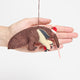 Santa Anteater Ornament
