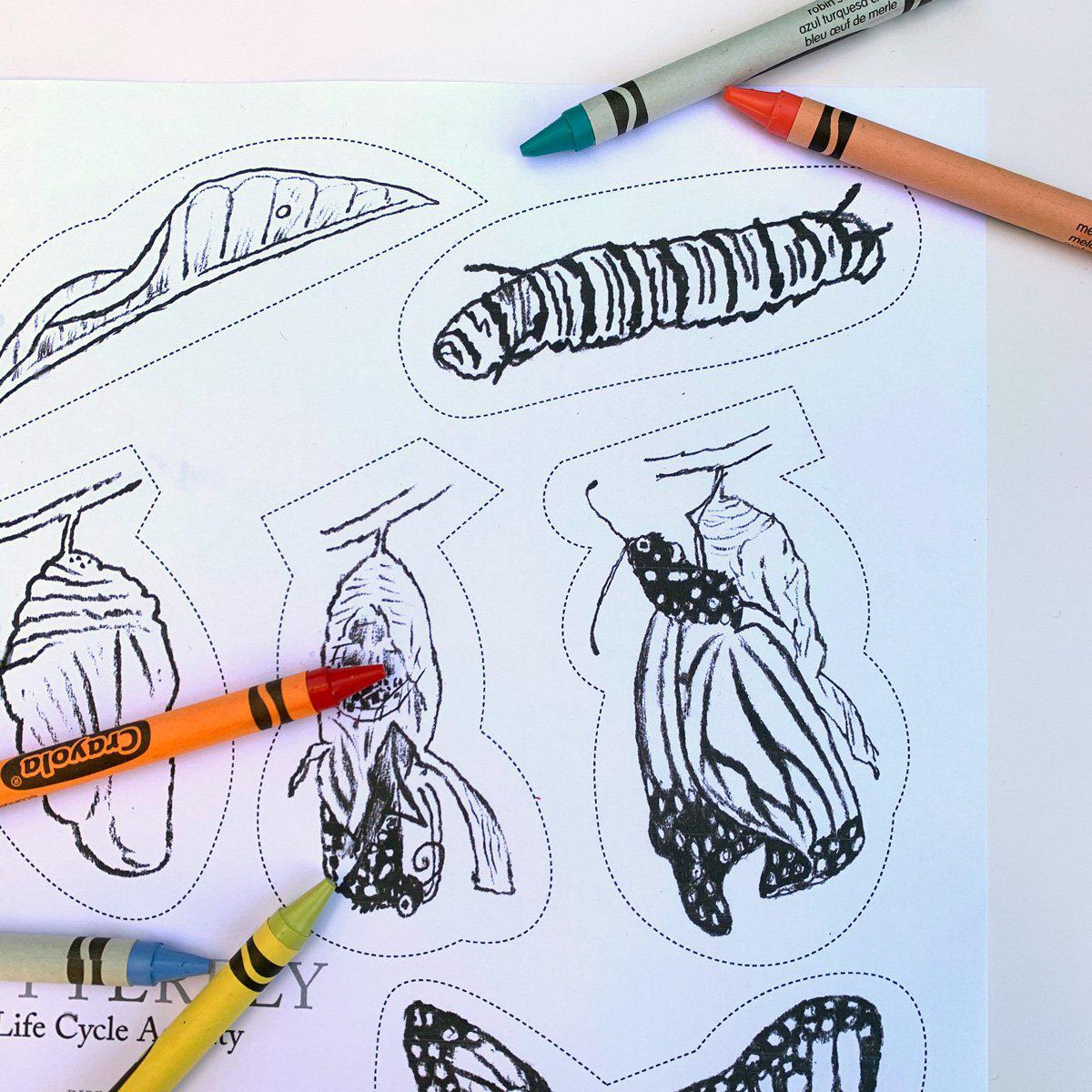 Printable butterfly life cycle activity for kids – color, cut, and label PDF download