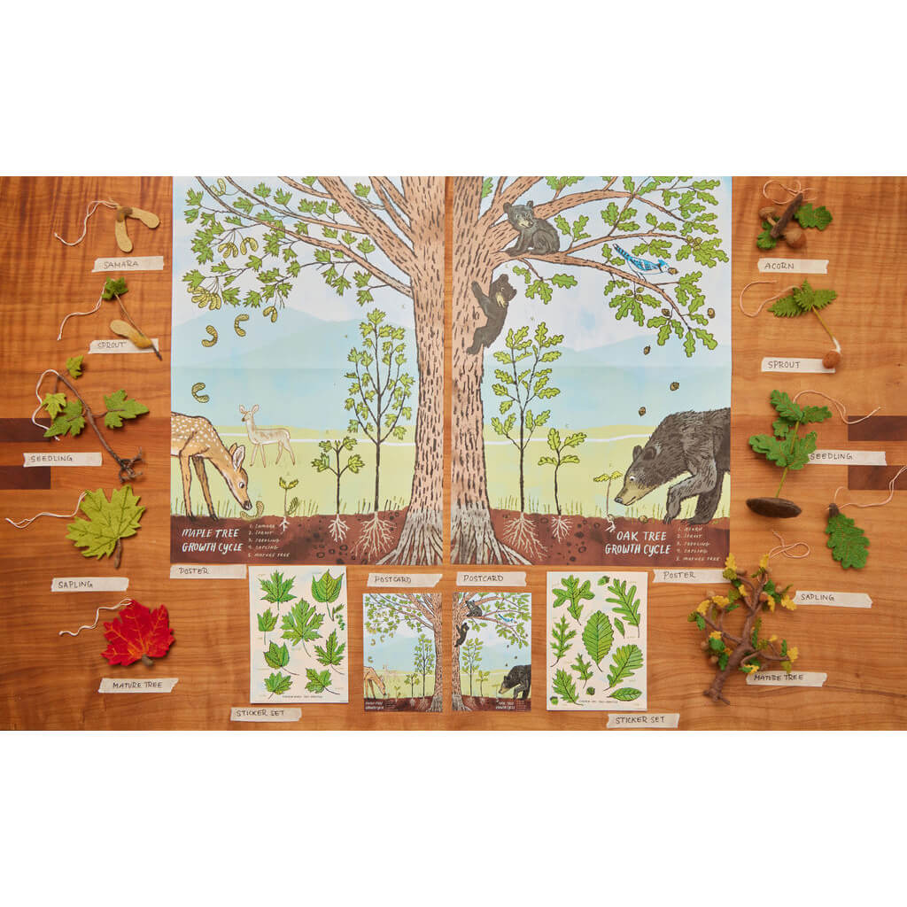 Growth Cycle of an Oak Tree Learning Kit
