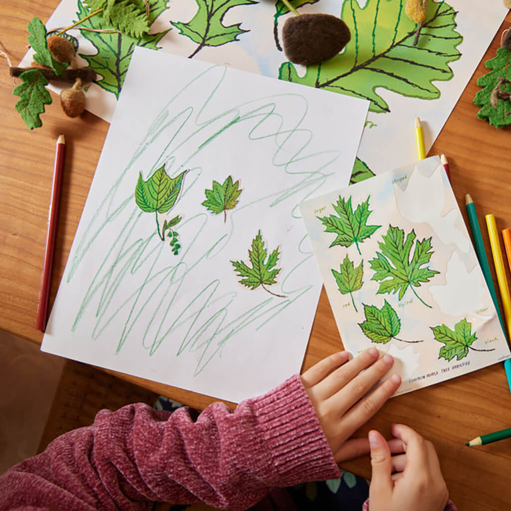 Growth Cycle of an Oak Tree Learning Kit
