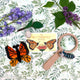 Life Cycle of a Monarch Butterfly Learning Kit