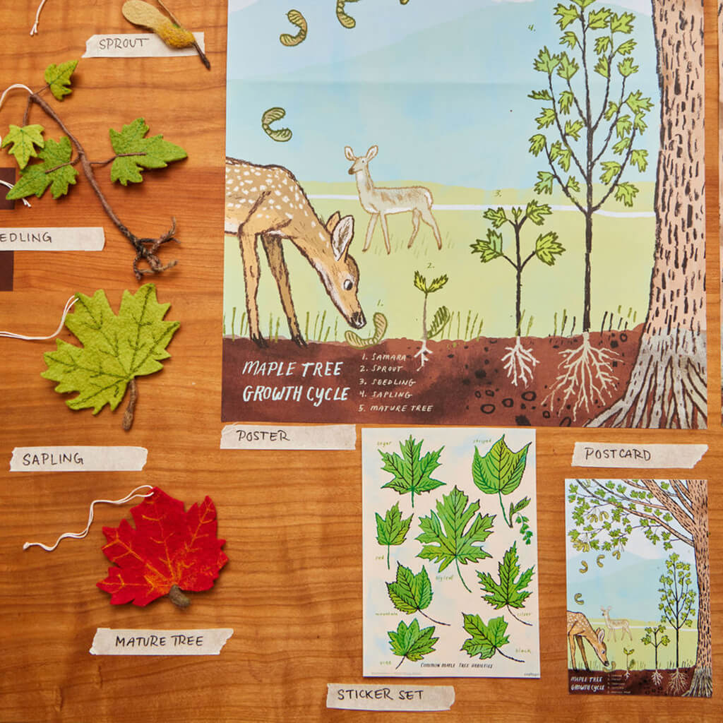 Growth Cycle Maple Tree Learning Kit