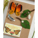 Life Cycle of a Monarch Butterfly Learning Kit