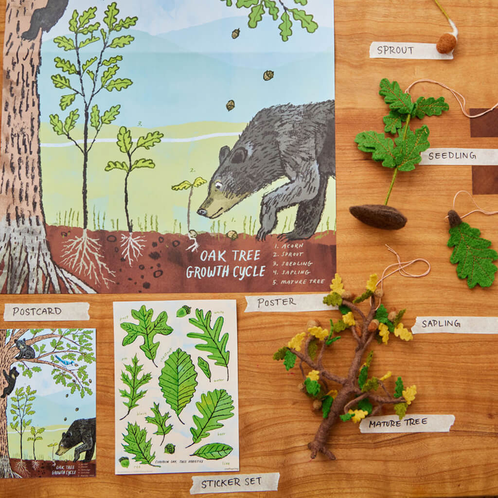Growth Cycle of an Oak Tree - Learning Kit