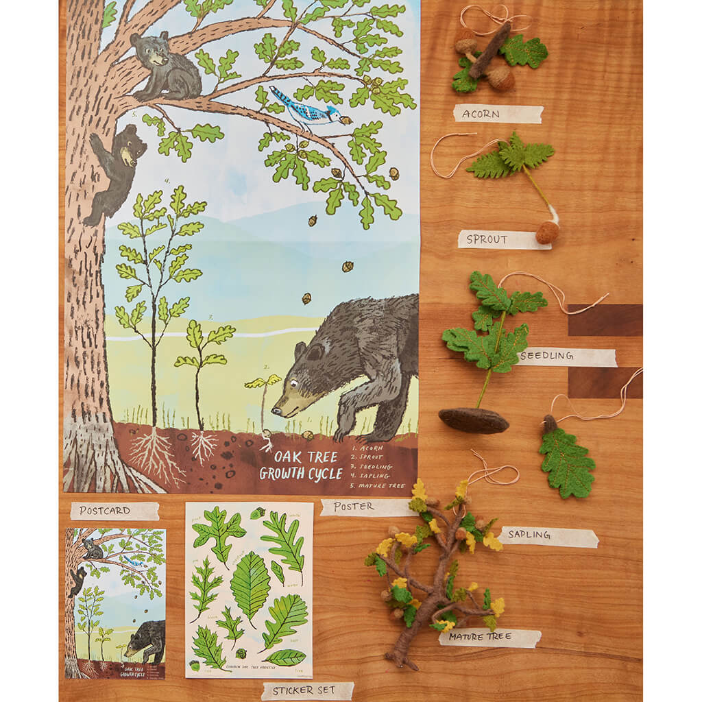 Growth Cycle of an Oak Tree - Learning Kit