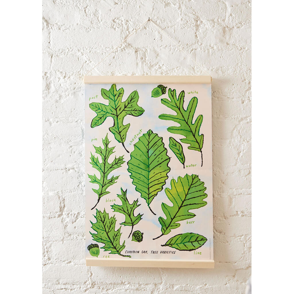 Growth Cycle of an Oak Tree - Learning Kit