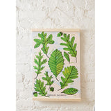 Growth Cycle of an Oak Tree - Learning Kit