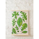 Growth Cycle of an Oak Tree Learning Kit