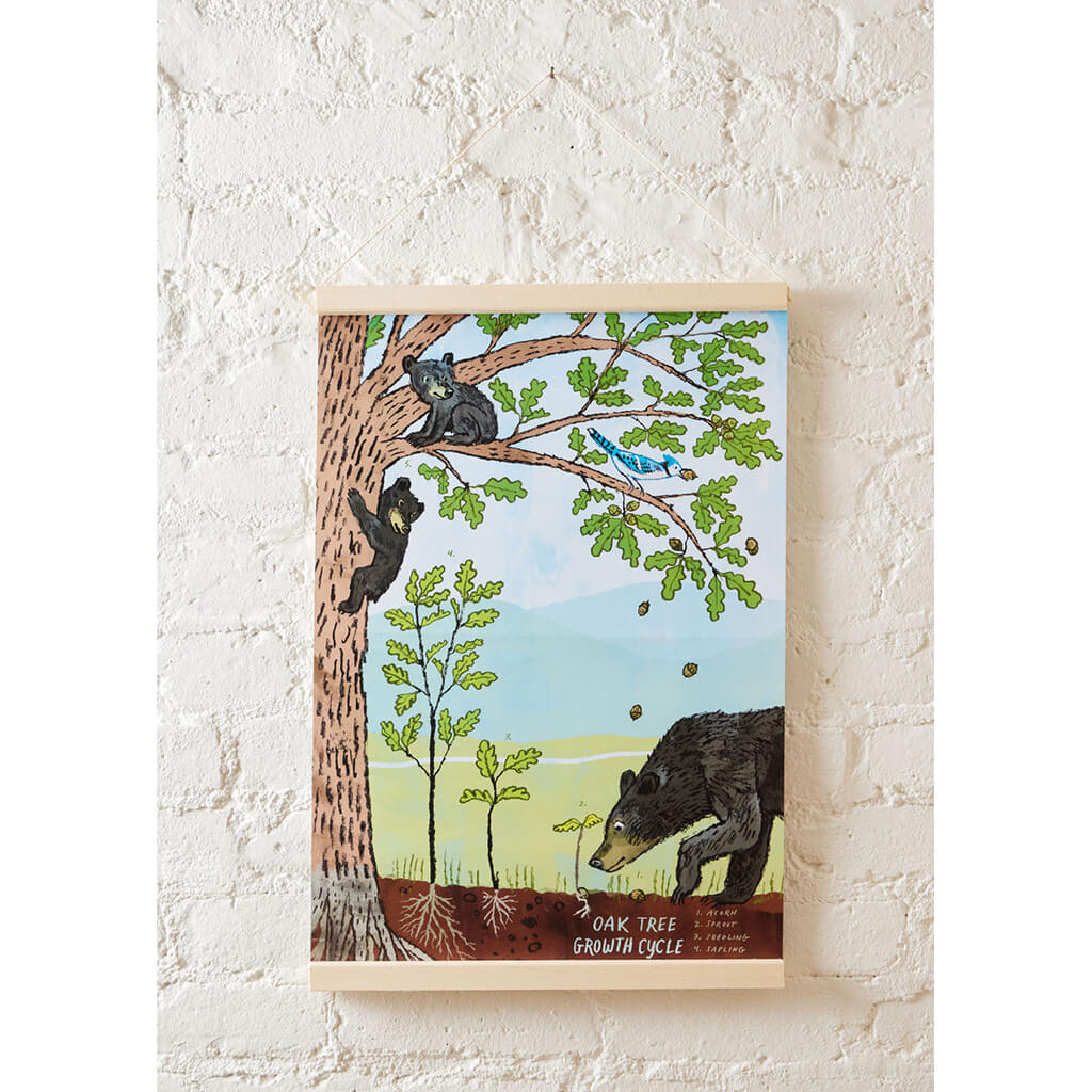 Growth Cycle of an Oak Tree - Learning Kit