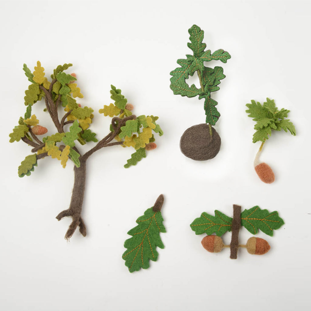 Oak Tree Growth Cycle Learning Kit - Handmade Nature Education Set ...
