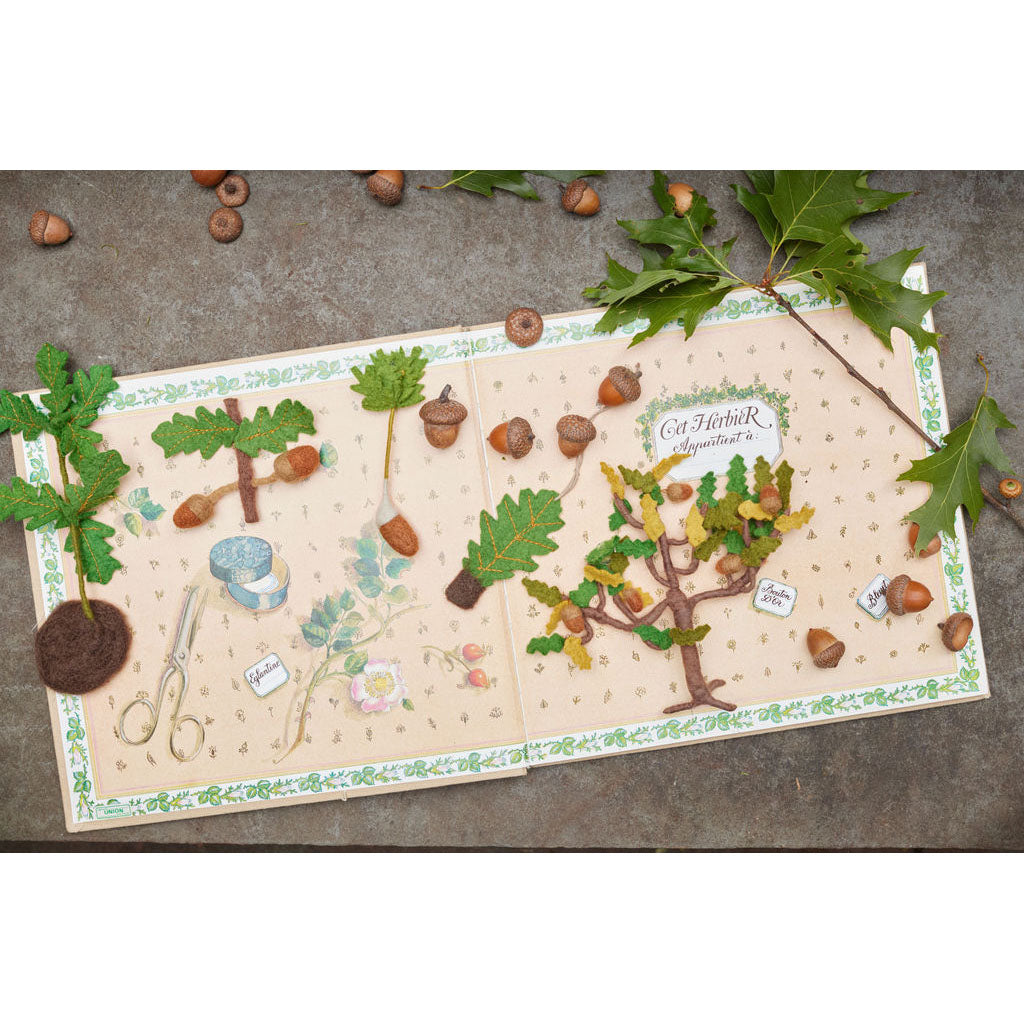 Growth Cycle of an Oak Tree - Learning Kit